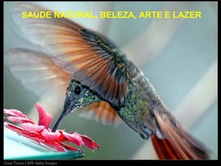 SAÚDE NATURAL, BELEZA, ARTE E LAZER
 