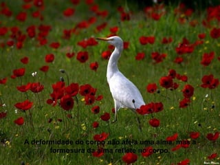 A deformidade do corpo não afeia uma alma, mas a
       formosura da alma reflete no corpo.
 