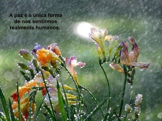 A paz é a única forma
  de nos sentirmos
realmente humanos.
 