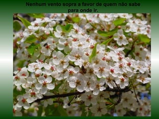 Nenhum vento sopra a favor de quem não sabe
               para onde ir.
 
