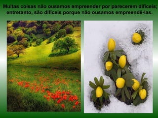 Muitas coisas não ousamos empreender por parecerem difíceis;
 entretanto, são difíceis porque não ousamos empreendê-las.
 