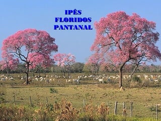 IPÊS
FLORIDOS
PANTANAL
 