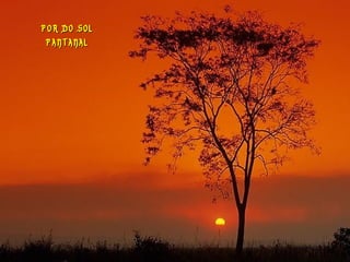 POR DO SOL
 PANTANAL
 
