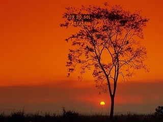 POR DO SOLPOR DO SOL
PANTANALPANTANAL
 