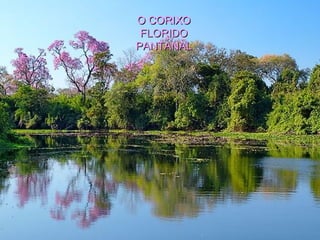 O CORIXO FLORIDO PANTANAL 