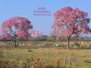 IPÊS FLORIDOS PANTANAL 