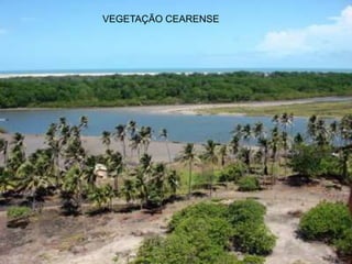 VEGETAÇÃO CEARENSE
 