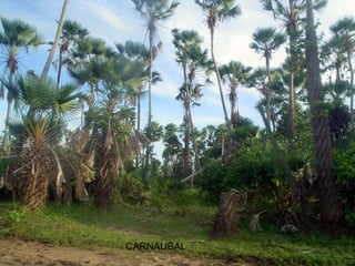 CARNAUBAL
 