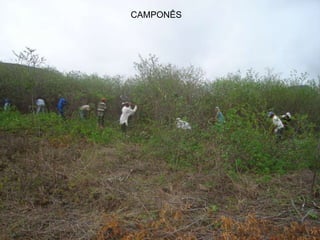 CAMPONÊS
 