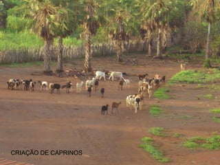 CRIAÇÃO DE CAPRINOS
 