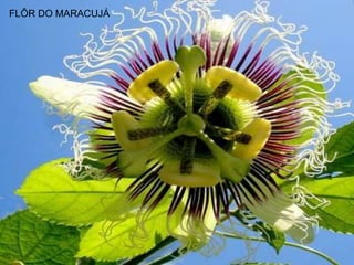 FLÔR DO MARACUJÁ
 