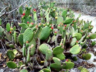 FLOR DO SERTÃO - CACTOS
 