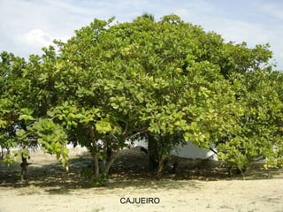 CAJUEIRO
 