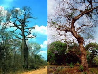 VEGETAÇÃO TIPICA SERTÃO CEARENSE
 