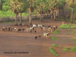 CRIAÇÃO DE CAPRINOS 