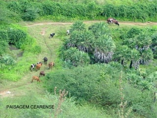 PAISAGEM CEARENSE 
