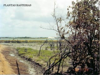 PLANTAS RASTEIRAS 