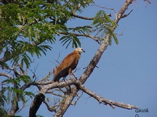 GAVIÃO 