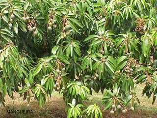 MANGUEIRA 