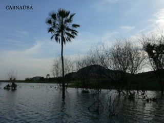 CARNAÚBA 
