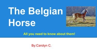 The Belgian
Horse
All you need to know about them!

By:Carolyn C.

 