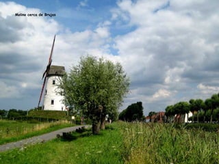 Molino cerca de Brujas 
 