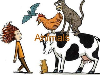 Animals 
 