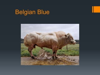 Belgian Blue 
 