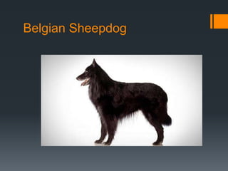 Belgian Sheepdog 
 
