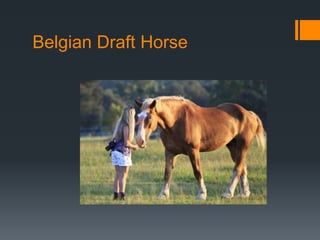 Belgian Draft Horse 
 