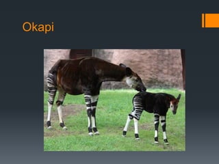 Okapi 
 
