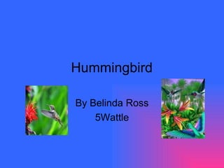 Hummingbird  By Belinda Ross 5Wattle 