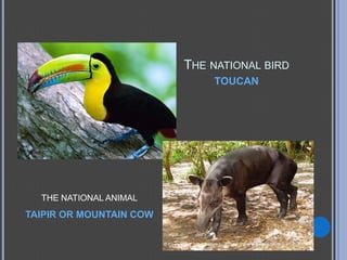 THE NATIONAL BIRD
                             TOUCAN




  THE NATIONAL ANIMAL
TAIPIR OR MOUNTAIN COW
 