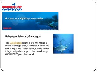 Galapagos Islands , Galapagos
The Galapagos Islands are known as a
World Heritage Site, a Whales Sanctuary
and a Top Dive Destination, among other
things. Why should you dive here? Why
WOULDN'T you dive here?

 