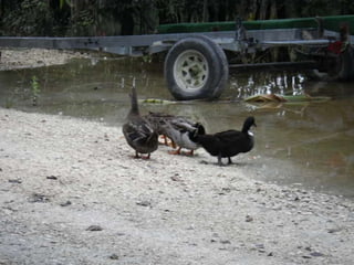 Mission to save teeth in Belize Nov '13