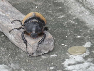 Mission to save teeth in Belize Nov '13