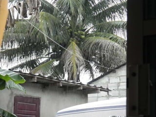 Mission to save teeth in Belize Nov '13