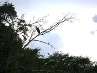 Mission to save teeth in Belize Nov '13
