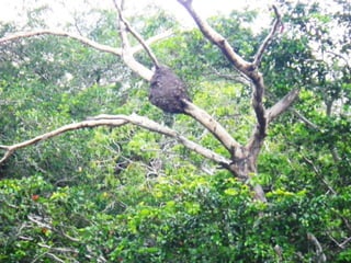 Mission to save teeth in Belize Nov '13