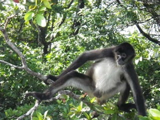 Mission to save teeth in Belize Nov '13