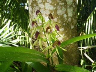 Mission to save teeth in Belize Nov '13