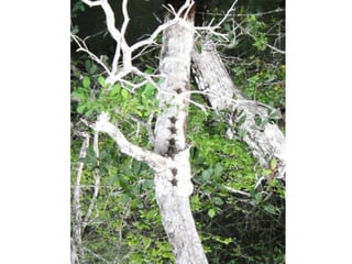 Mission to save teeth in Belize Nov '13