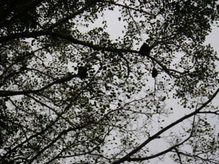 Mission to save teeth in Belize Nov '13