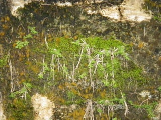 Mission to save teeth in Belize Nov '13