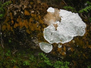 Mission to save teeth in Belize Nov '13