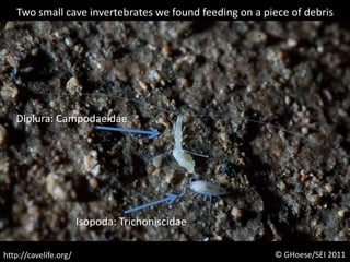 Two small cave invertebrates we found feeding on a piece of debrisDiplura: CampodaeidaeIsopoda: Trichoniscidae© GHoese/SEI 2011http://cavelife.org/