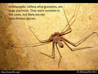Amblypygids, tailless whip scorpions, arelarge arachnids. They were common in the caves, but likely are not cave-limited species.© JKKrejca/SEI 2011http://cavelife.org/
