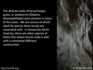 The delicate webs of larval fungus gnats, or webworms (Diptera: Mycetophilidae) were present in many of the caves.  We are unsure of which adult fly species these larvae are associated with.  In temperate North America, there are other species of these flies whose larvae make a web with a somewhat different construction.© GHoese/SEI 2011http://cavelife.org/