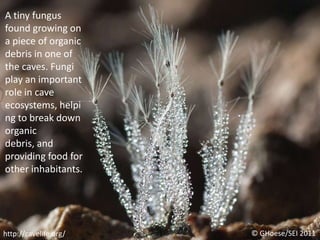 A tiny fungus found growing on a piece of organic debris in one of the caves. Fungi play an important role in cave ecosystems, helping to break down organic debris, and providing food for other inhabitants.© GHoese/SEI 2011http://cavelife.org/