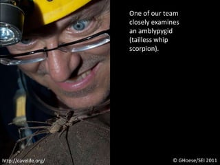 One of our team closely examines an amblypygid (tailless whip scorpion).© GHoese/SEI 2011http://cavelife.org/